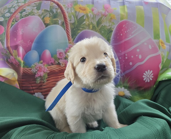 ASHLEYS 4 WEEKS BLUE BEST