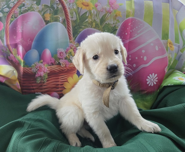 ASHLEYS 4 WEEKS BROWN BEST