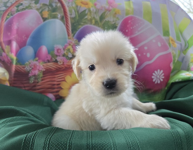 ASHLEYS 4 WEEKS BURGANDY BEST