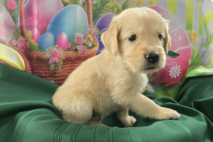 ASHLEYS 4 WEEKS GREEN BEST