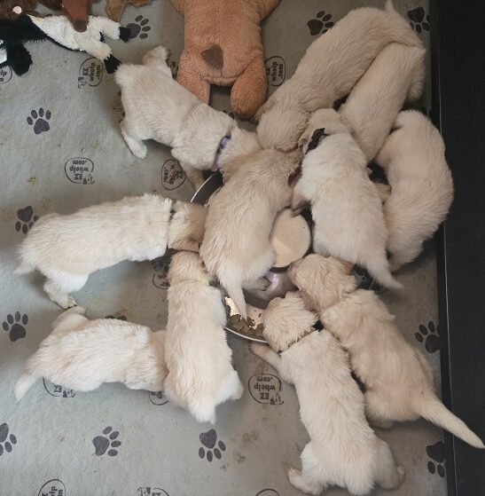 ASHLEYS 4 WEEKS GROUP BEST