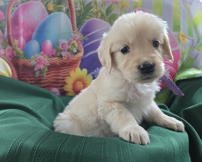 ASHLEYS 4 WEEKS PURPLE BEST