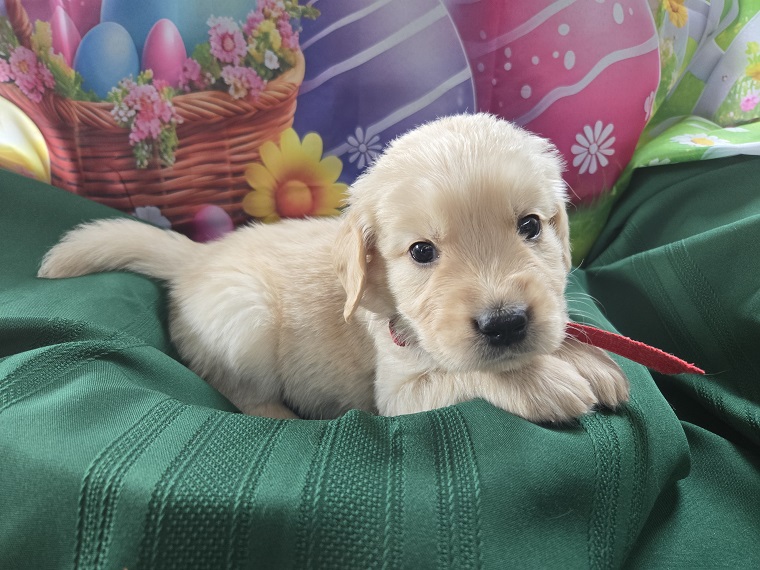 ASHLEYS 4 WEEKS RED BEST