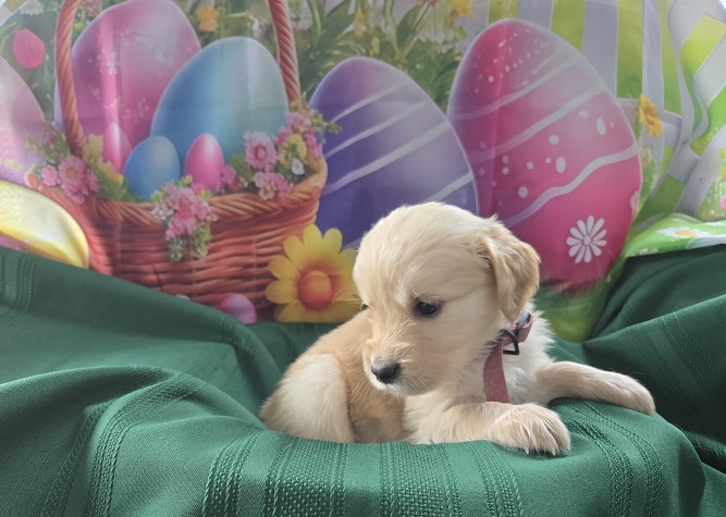 ASHLEYS 4 WEEKS ROSE BEST