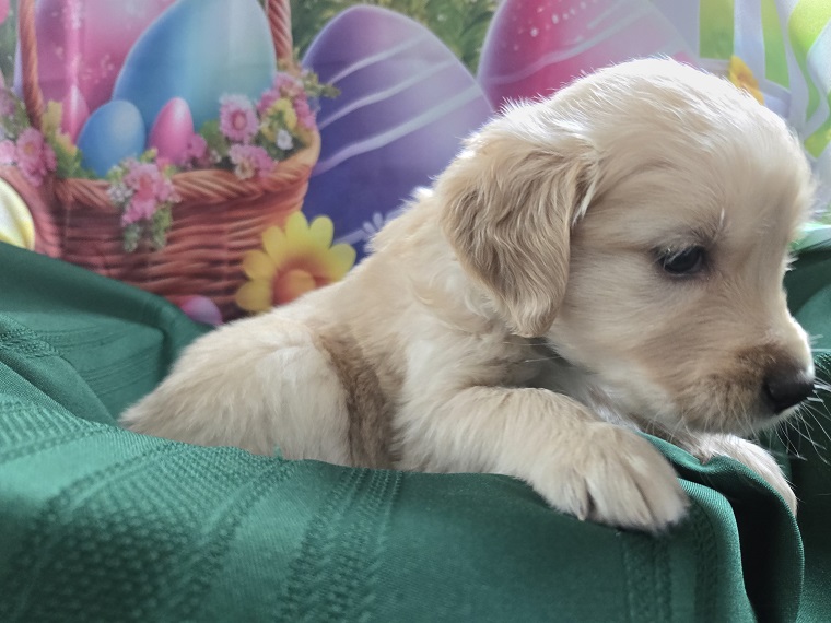 ASHLEYS 4 WEEKS TEAL BEST