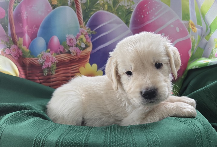 ASHLEYS 4 WEEKS TIGER BEST