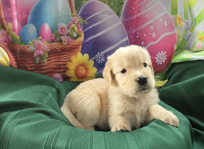 ASHLEYS 4 WEEKS YELLOW BEST