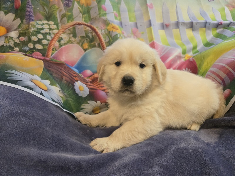 TROUBLE 5 WEEKS BLACK BEST