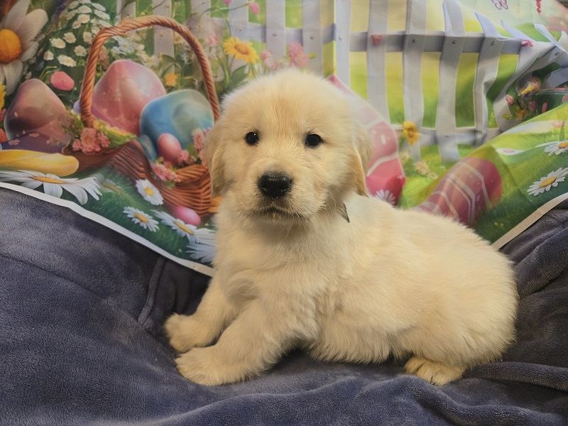 TROUBLE 5 WEEKS BLUE BEST