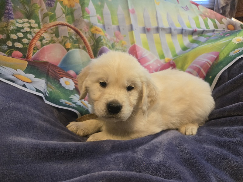 TROUBLE 5 WEEKS BROWN BEST