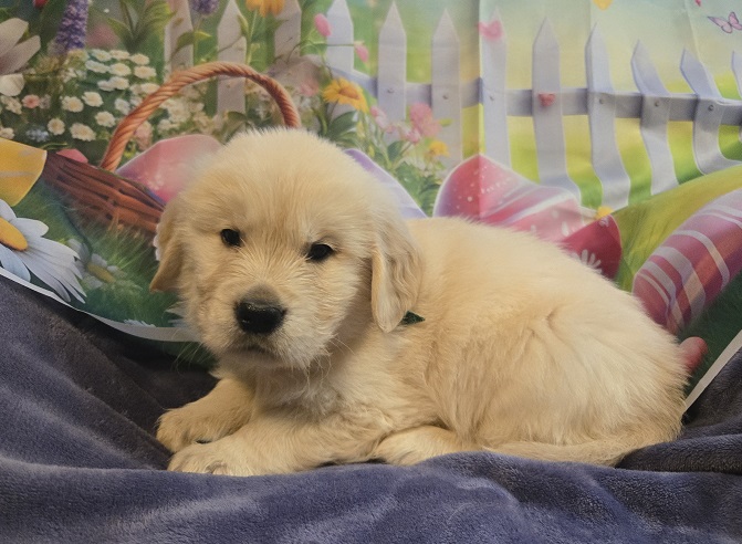 TROUBLE 5 WEEKS GREEN BEST