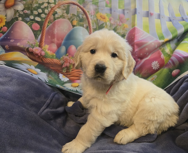 TROUBLE 5 WEEKS PINK BEST