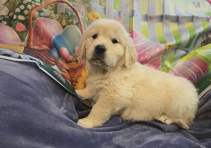 TROUBLE 5 WEEKS RED BEST