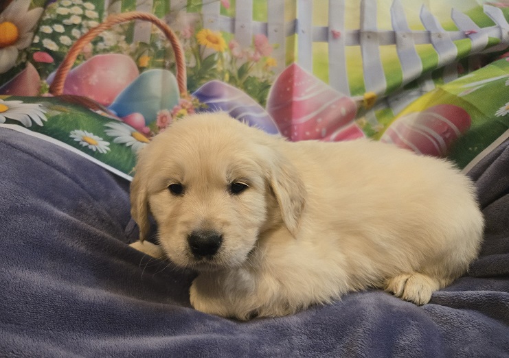 TROUBLE 5 WEEKS TEAL BEST