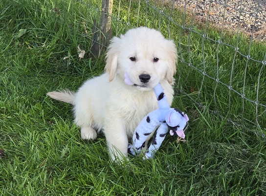 TROUBLES 7.5 WEEKS BLACK GOOD