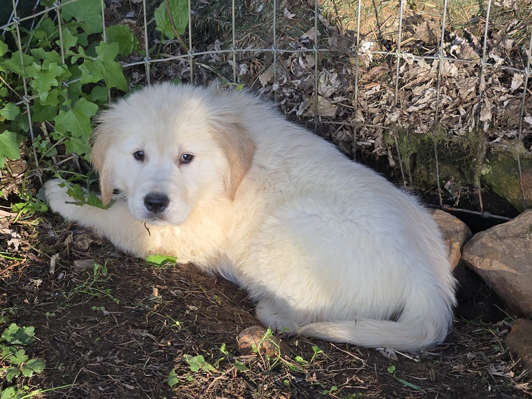 TROUBLES 7.5 WEEKS BLUE BEST