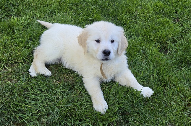 TROUBLES 7.5 WEEKS BROWN BEST