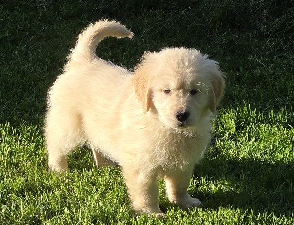 TROUBLES 7.5 WEEKS GREEN BEST