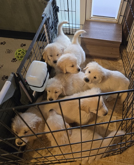 TROUBLES 7.5 WEEKS GROUP BEST 1