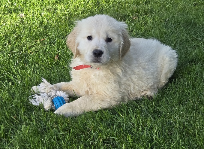 TROUBLES 7.5 WEEKS PINK BEST