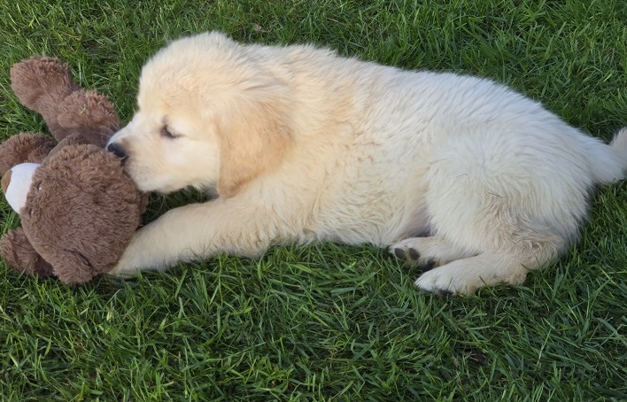 TROUBLES 7.5 WEEKS RED BEST