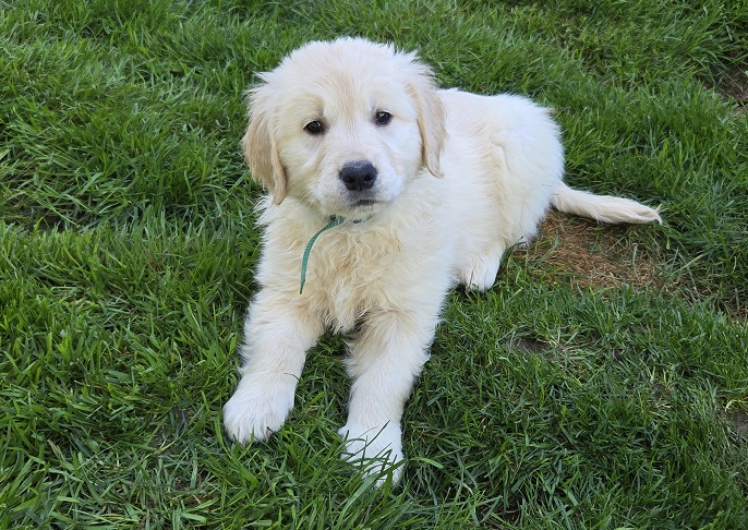 TROUBLES 7.5 WEEKS TEAL BEST