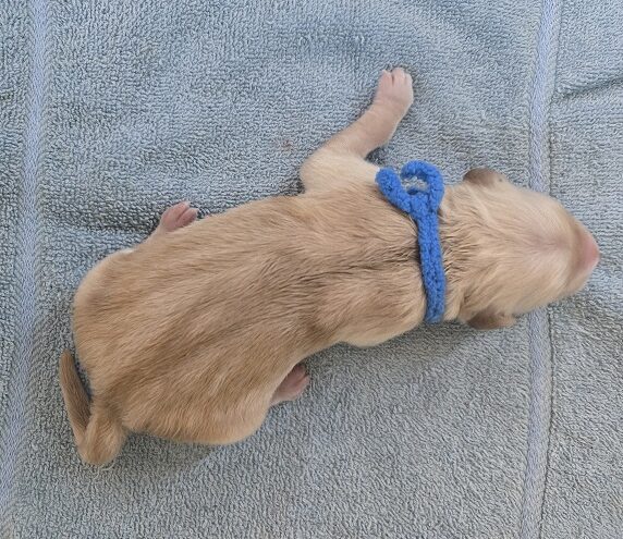 JASMINE DAY 1 BLUE BEST