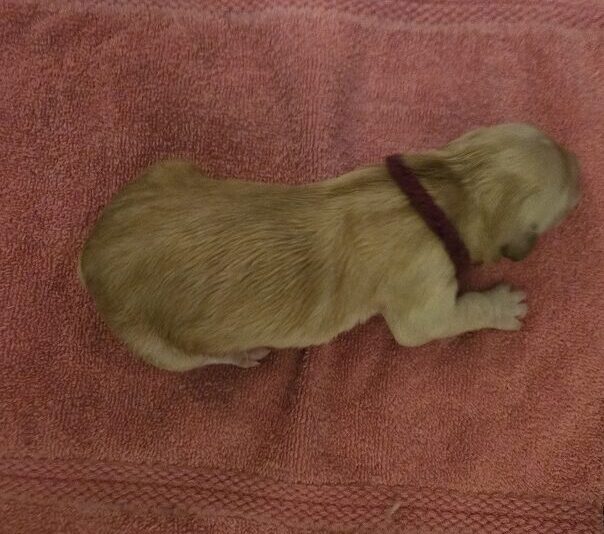 JASMINE DAY 1 BURGANDY BEST