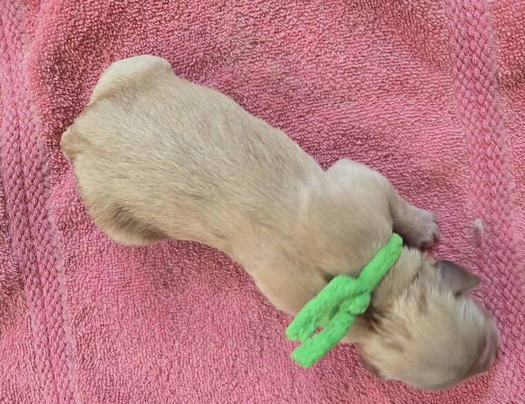 JASMINE DAY 1 LIME BEST