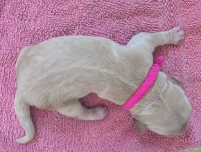 JASMINE DAY 1 PINK BEST