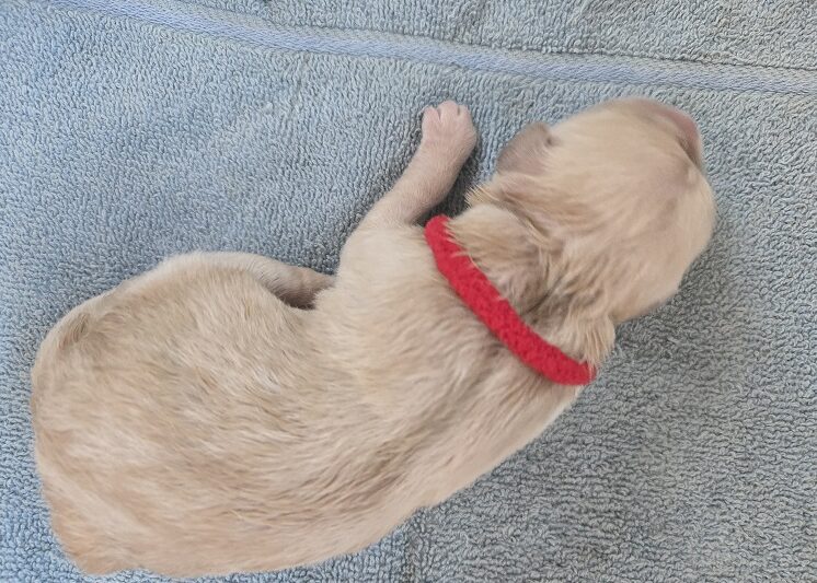 JASMINE DAY 1 RED BEST