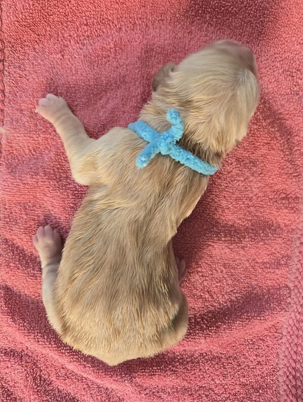 JASMINE DAY 1 TEAL BEST