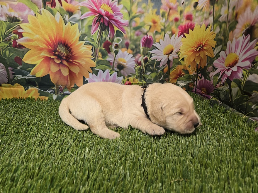 JASMINE 1 WEEK BLACK BEST