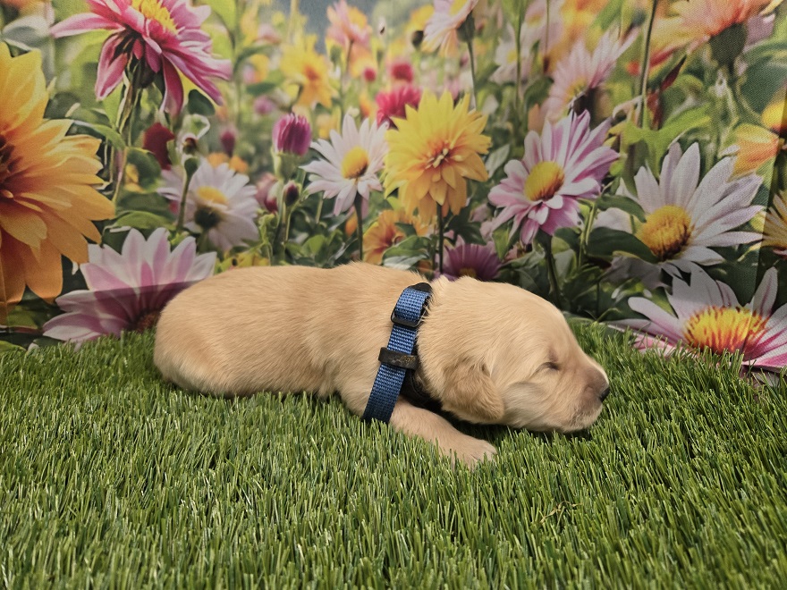 JASMINE 1 WEEK BLUE BEST