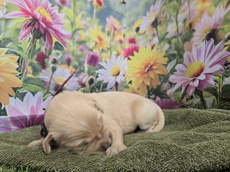JASMINE 1 WEEK BURGANDY BEST