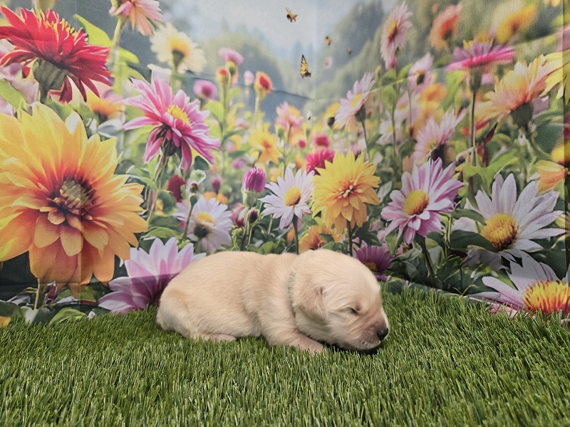JASMINE 1 WEEK HUNTER BEST