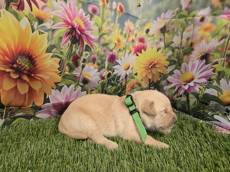 JASMINE 1 WEEK LIME BEST