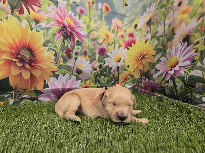 JASMINE 1 WEEK PINK BEST