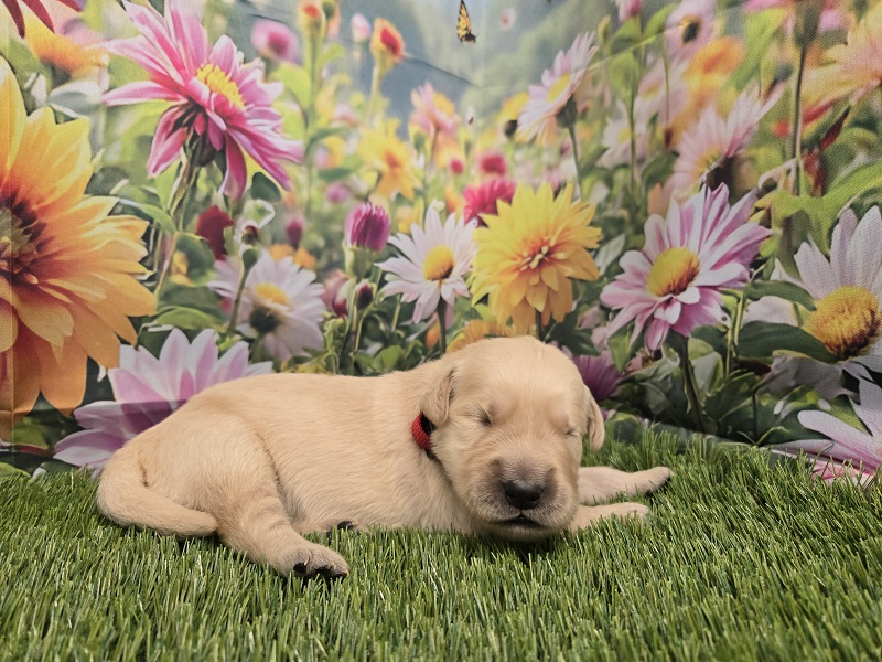 JASMINE 1 WEEK RED BEST