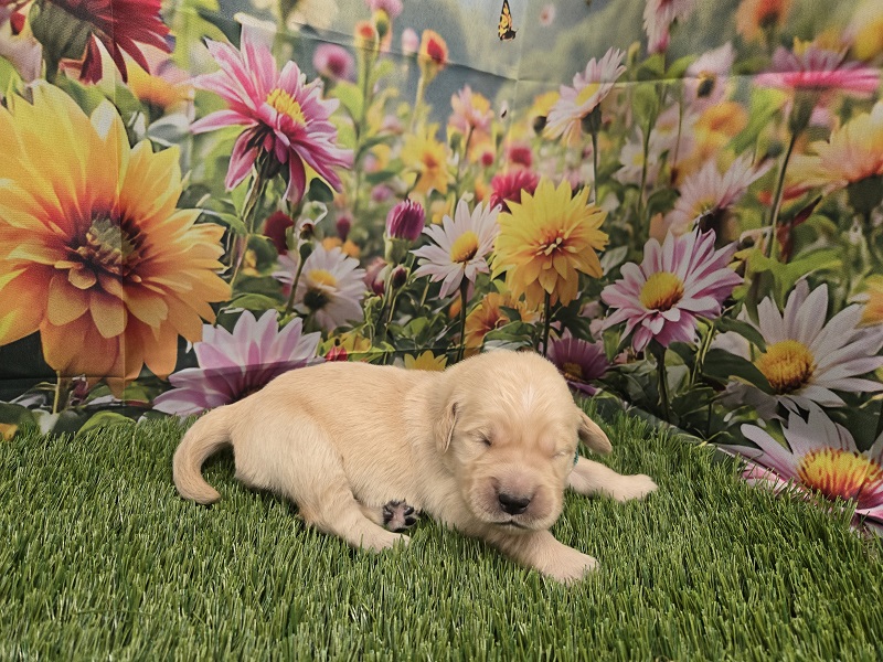 JASMINE 1 WEEK TEAL BEST