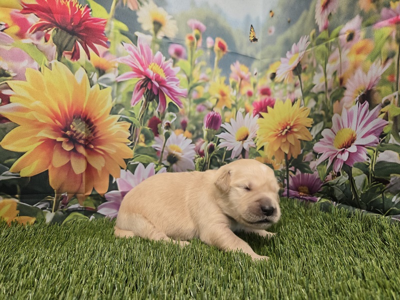 JASMINE 1 WEEK YELLOW BEST