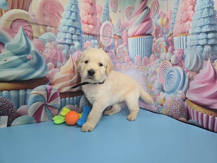 JASMINE 4 WEEK PICS BLACK BEST