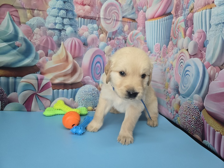 JASMINE 4 WEEK PICS BLUE BEST