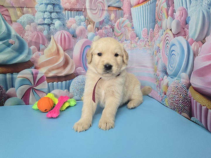 JASMINE 4 WEEK PICS BURGANDY BEST