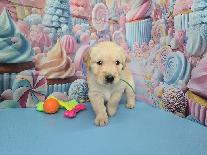 JASMINE 4 WEEK PICS LIME BEST