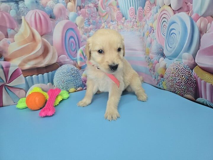 JASMINE 4 WEEK PICS PINK BEST
