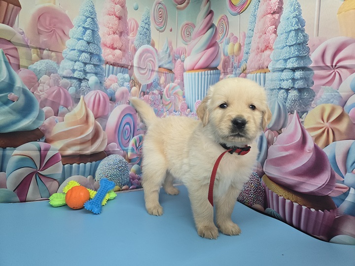 JASMINE 4 WEEK PICS RED BEST