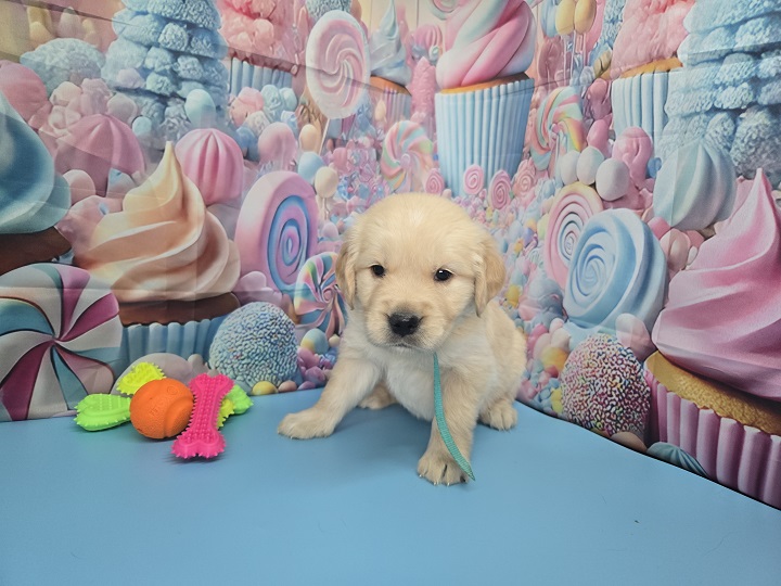 JASMINE 4 WEEK PICS TEAL BEST