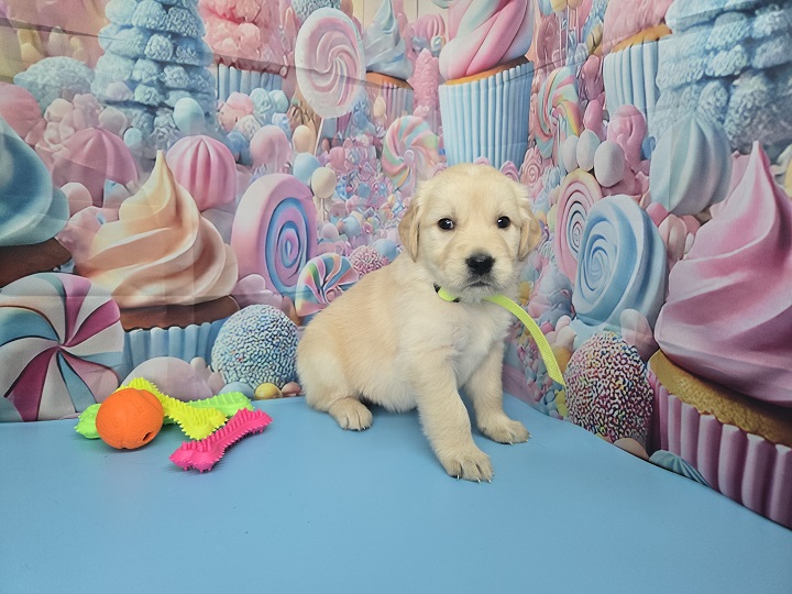 JASMINE 4 WEEK PICS YELLOW BEST