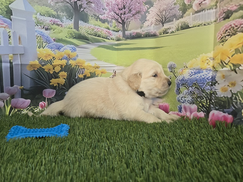 JASMINES 3 WEEK BLACK BEST